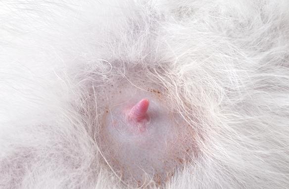 猫咪怀孕期生病,猫咪怀孕期是否乱叫