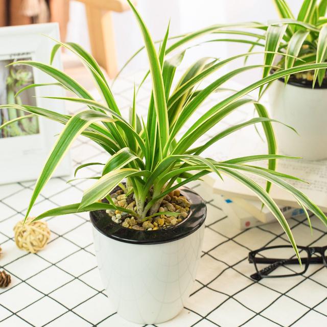 绿萝能除甲醛吗甲醛最怕三个克星,绿萝除甲醛效果最好的方法