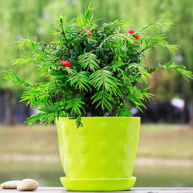 绿萝能除甲醛吗甲醛最怕三个克星,绿萝除甲醛效果最好的方法