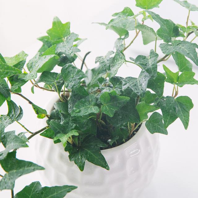 绿萝能除甲醛吗甲醛最怕三个克星,绿萝除甲醛效果最好的方法