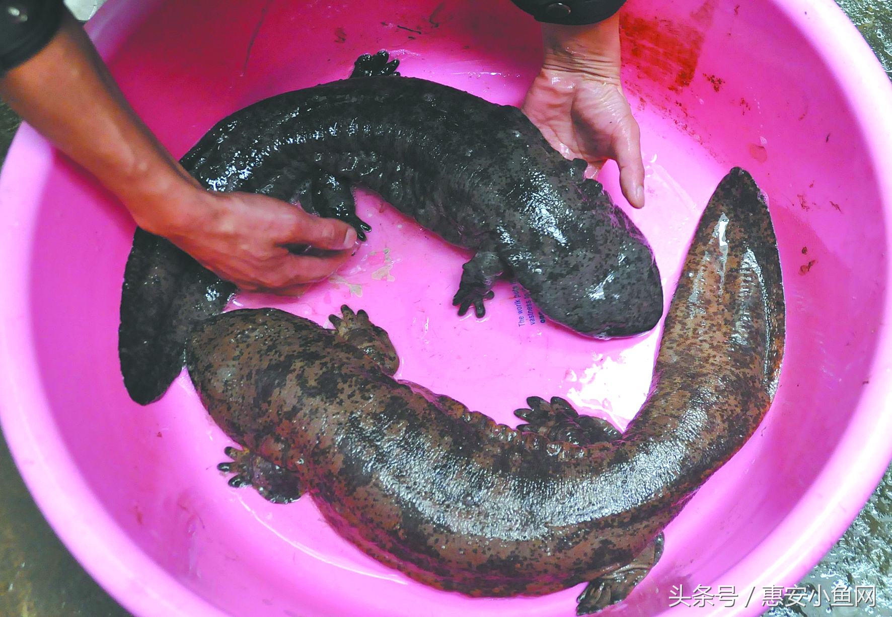 在闽南不仅有四脚蛇，还有四脚鱼，也叫“中国火龙”！