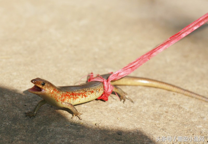 在闽南不仅有四脚蛇，还有四脚鱼，也叫“中国火龙”！