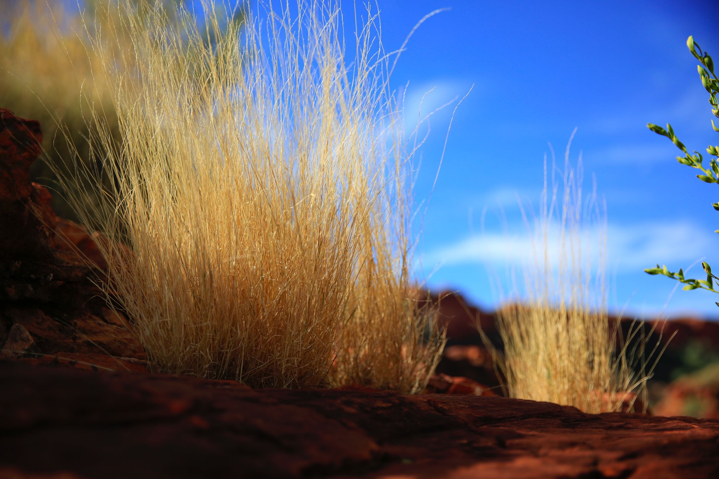关于澳洲的一切,澳大利亚国王峡谷