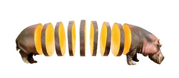 蔬果动物造型创意作品简单,灵感脑洞大开的动物创意合成