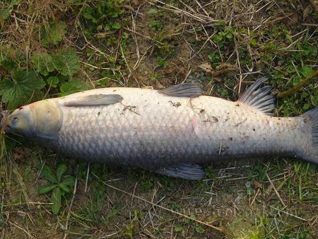 四大淡水鱼中青鱼是什么样,看鱼鳞辨别白鲢和大头鱼的区别