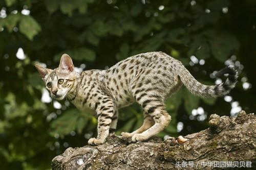 《福布斯》世界10大名贵猫，你知道几个？