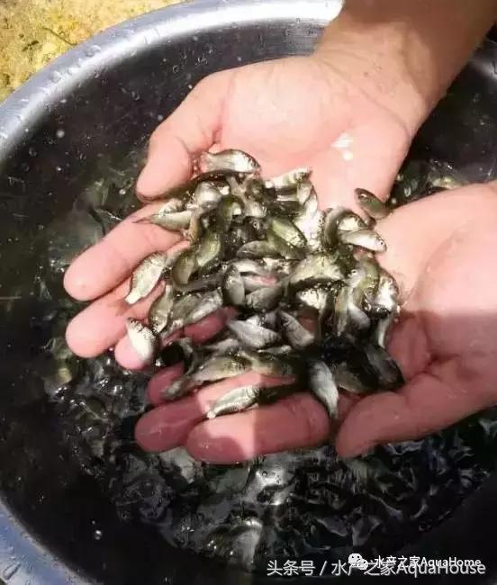 2016全国水产品市场价格,2020年10月22日水产品价格