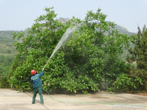 核桃怎么防止招虫害呢图片,地下核桃虫的防治办法