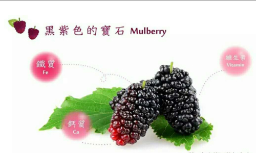 名老中医桑葚酒的功效与作用,桑葚鲜果酒的功效