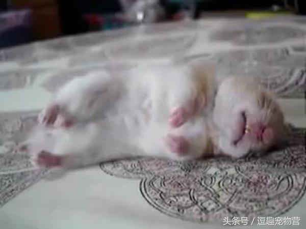 溜仓鼠有什么危害嘛,仓鼠禁忌不能触碰什么原因