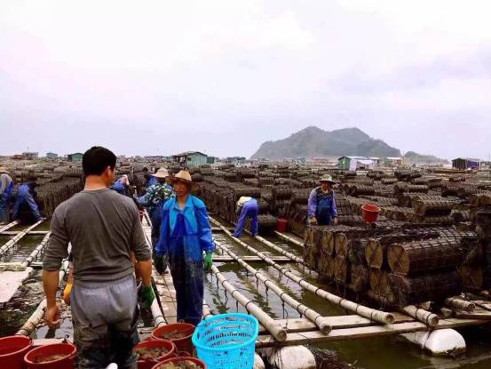 大连鲜参多少钱一斤,霞浦鲜海参价格