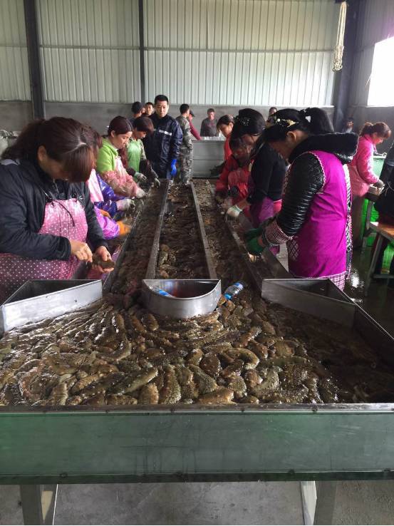 大连鲜参多少钱一斤,霞浦鲜海参价格