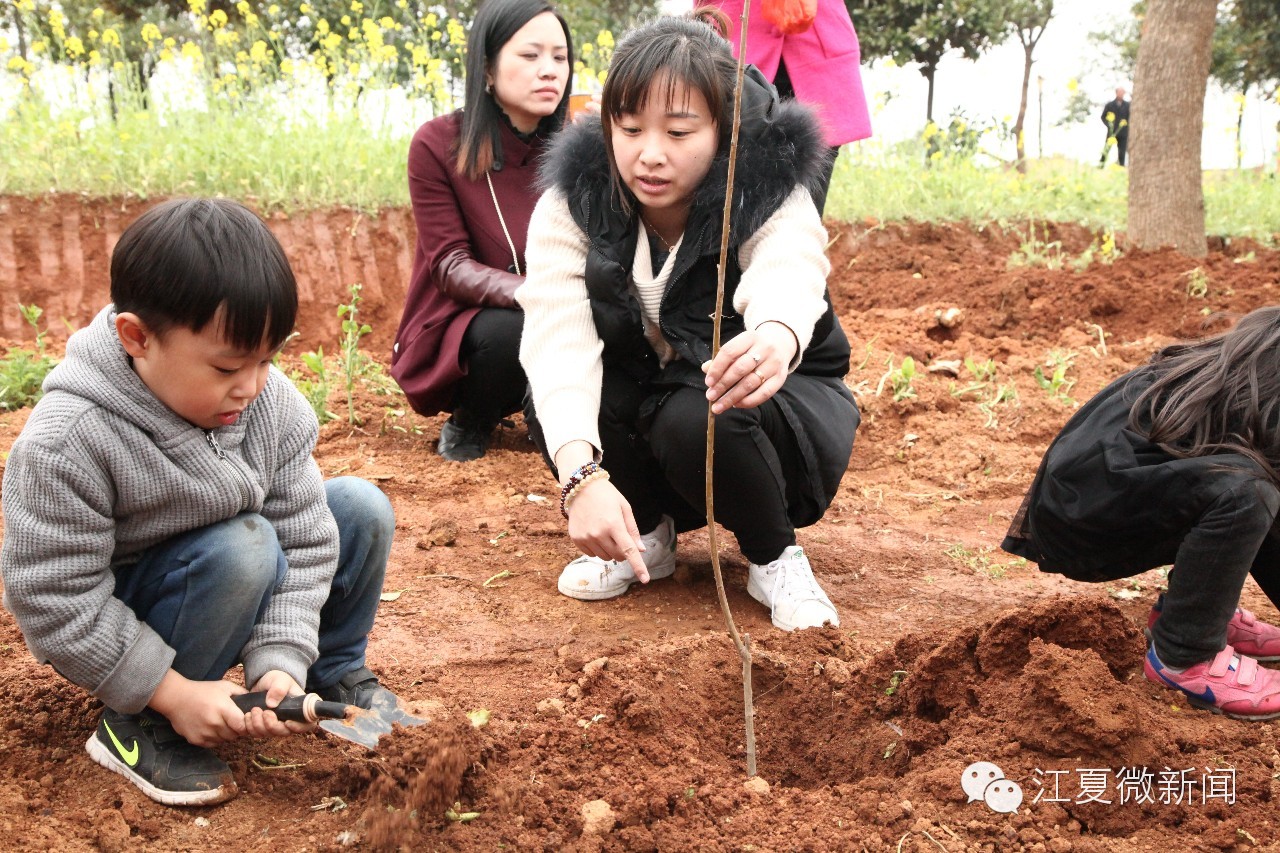 亲子植树活动信息,社区亲子植树活动
