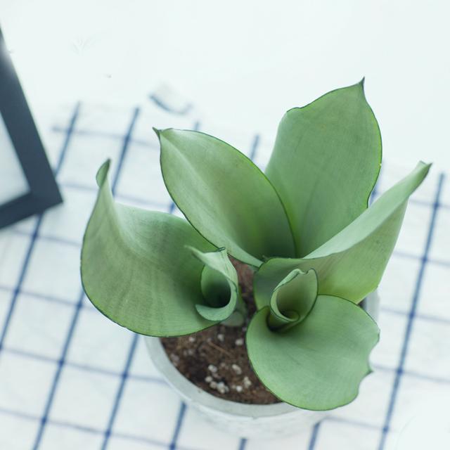 绿萝能除甲醛吗甲醛最怕三个克星,绿萝除甲醛效果最好的方法