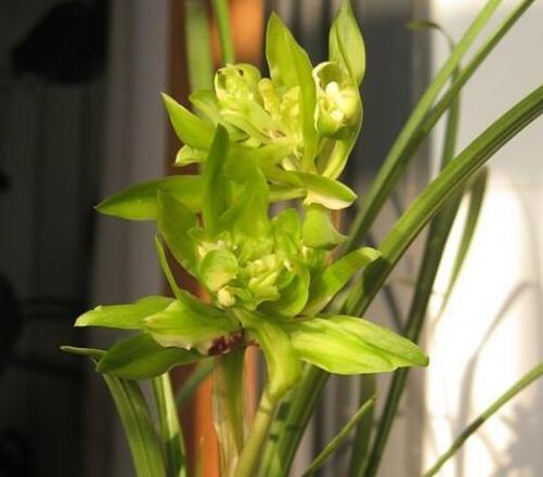 捡来的野生兰花,砍柴发现一棵兰花