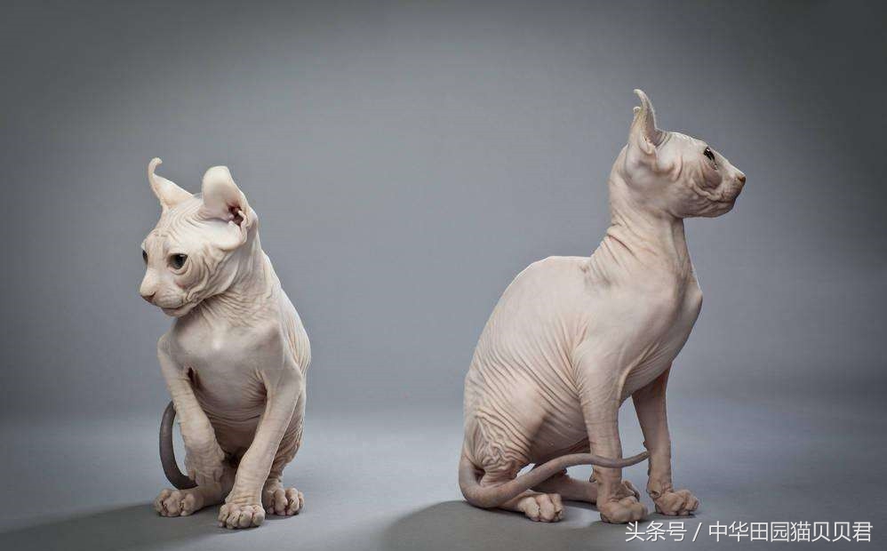 《福布斯》世界10大名贵猫，你知道几个？