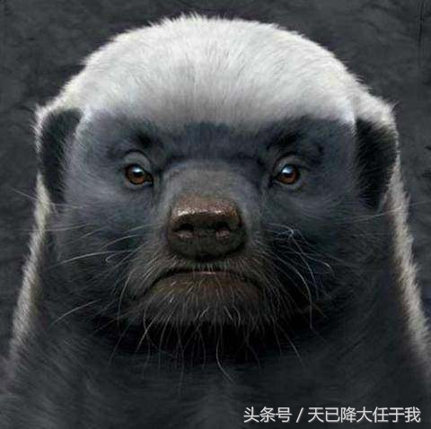 动物界扛把子蜜獾是怎么火起来的,蜜獾平头哥为什么其他动物都怕