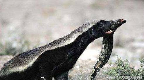 动物界扛把子蜜獾是怎么火起来的,蜜獾平头哥为什么其他动物都怕