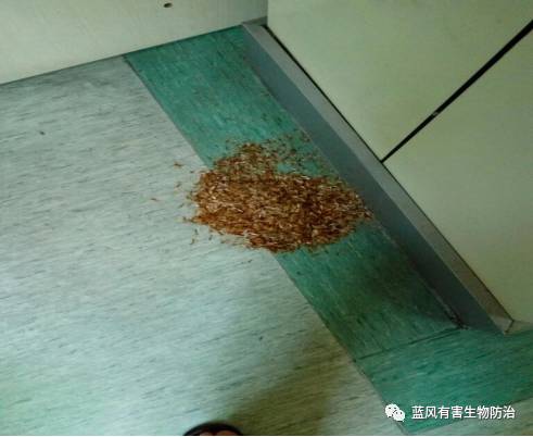 哪种白蚁药可以有效灭白蚁,消灭白蚁的土办法教你怎么灭白蚁