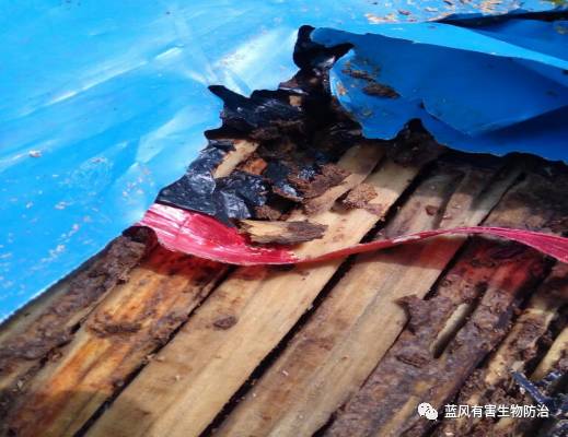 哪种白蚁药可以有效灭白蚁,消灭白蚁的土办法教你怎么灭白蚁