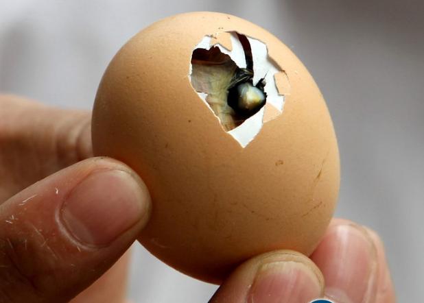 你还知道哪些鸟类的特殊本领呢,鸟类的味觉器官是哪