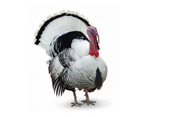 你还知道哪些鸟类的特殊本领呢,鸟类的味觉器官是哪