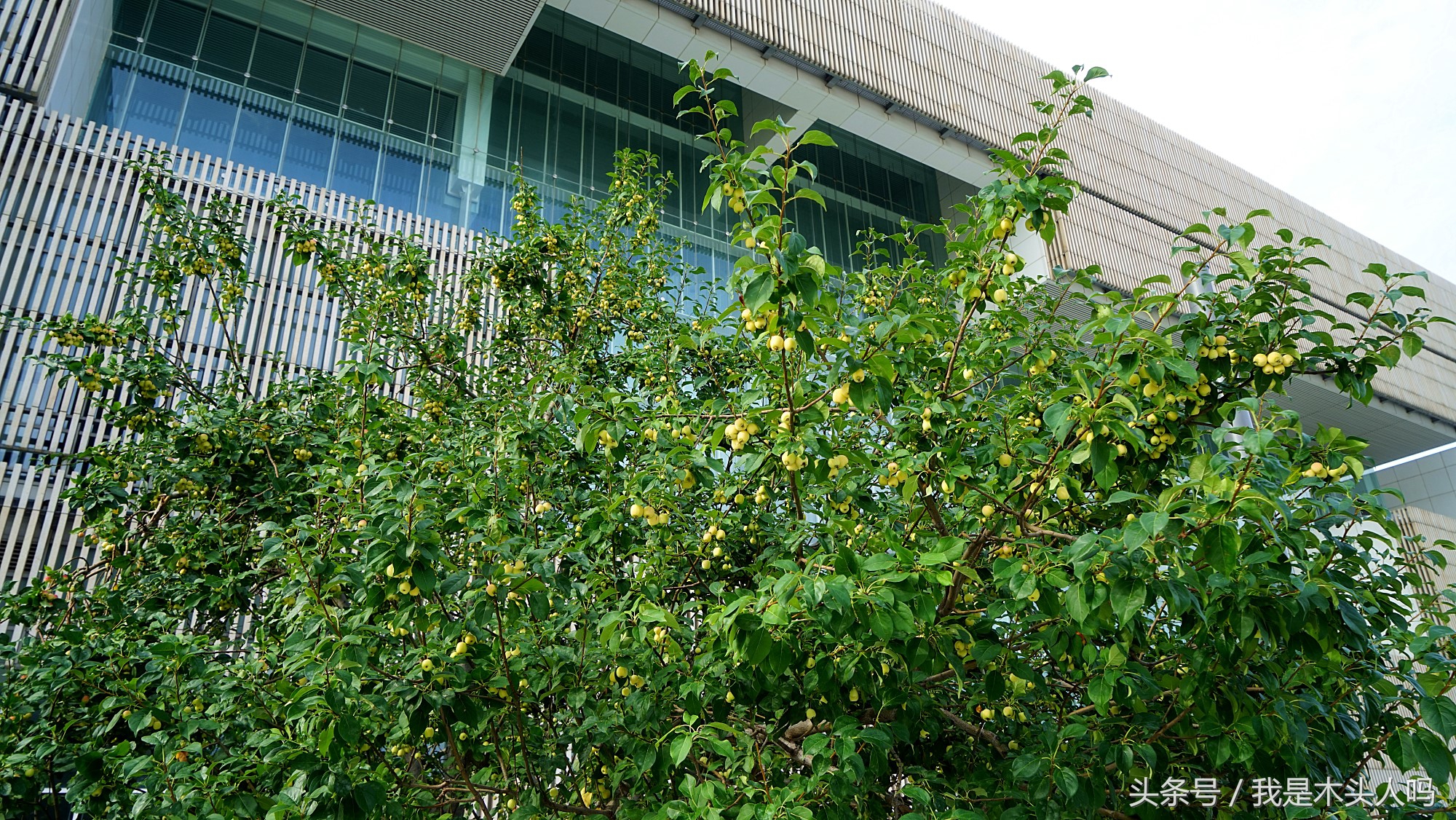 天津银河广场原来样子,天津银河广场最新视频