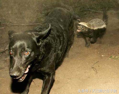 动物界扛把子蜜獾是怎么火起来的,蜜獾平头哥为什么其他动物都怕
