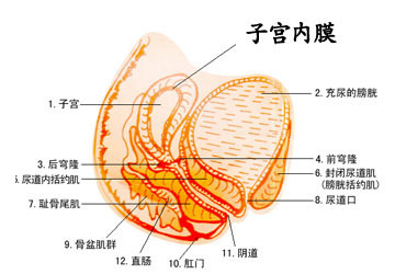 子宫内膜增厚有可能是怀孕吗,子宫内膜增厚有息肉能怀孕不