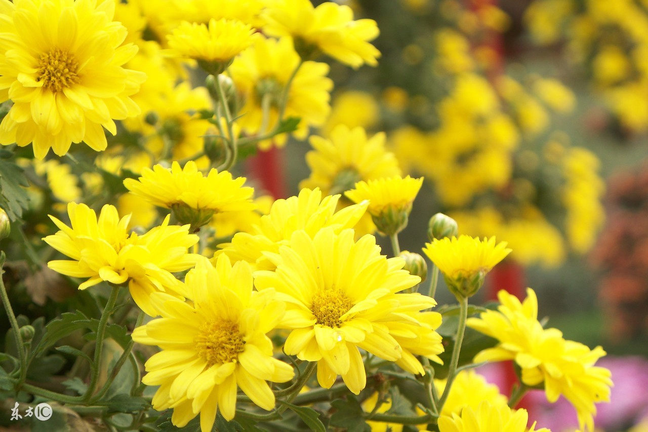 中药怎么吃效果最好最快,中药调理吃什么最好