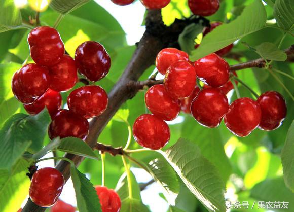 新品种新技术带来樱桃好前景,培育大樱桃新品种