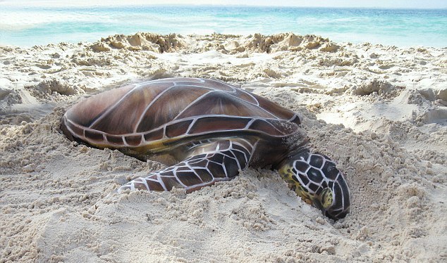 美丽的芭蕾舞者,美丽的芭蕾舞者视频