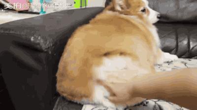 判断狗粮好坏的一些误区,选择狗粮最正确的参照表