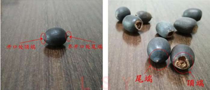 碗莲的种植方法盆栽,碗莲盆栽种植方法和注意事项