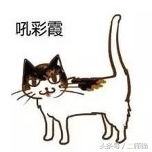 古人怎么给猫取名,猫的古代名字大全