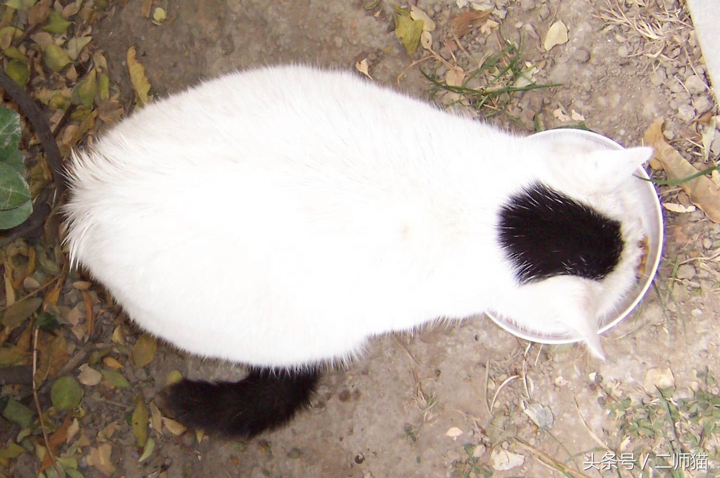 古人怎么给猫取名,猫的古代名字大全