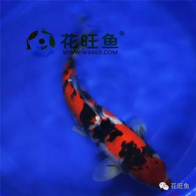 锦鲤鱼缸泡沫多最简单的处理方法,锦鲤鱼缸水面有泡沫的原因和处理