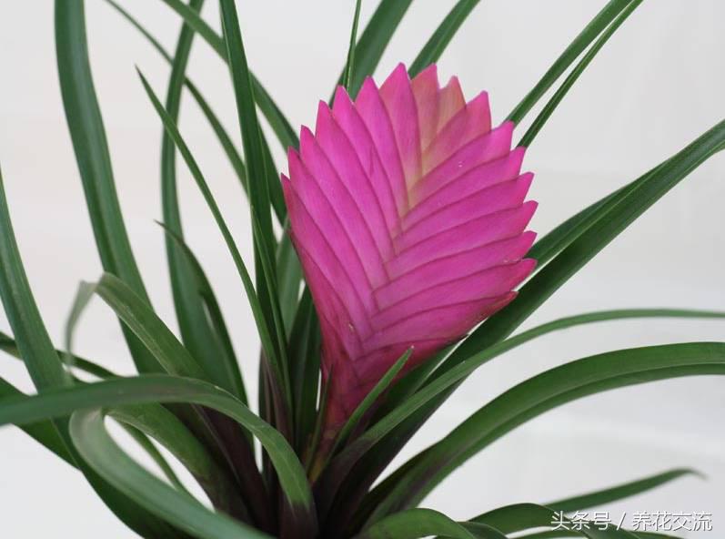 铁兰的养殖方法和注意事项讲解,铁兰花朵变绿救治办法是什么