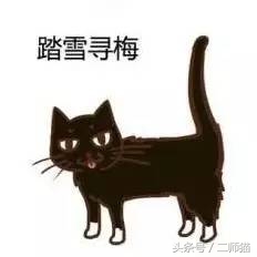 古人怎么给猫取名,猫的古代名字大全