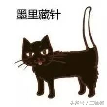古人怎么给猫取名,猫的古代名字大全