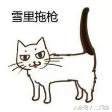 古人怎么给猫取名,猫的古代名字大全
