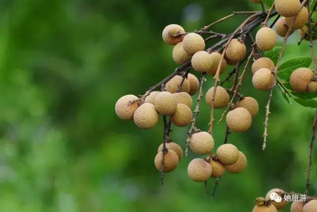 在重庆国庆节中秋哪里耍,国庆节来重庆一定要做的20件小事