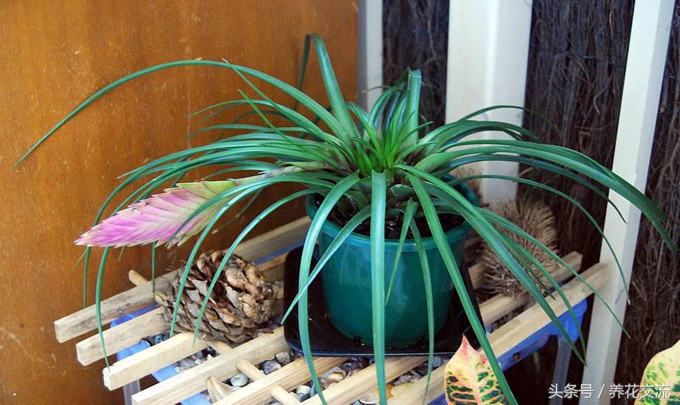 铁兰的养殖方法和注意事项讲解,铁兰花朵变绿救治办法是什么