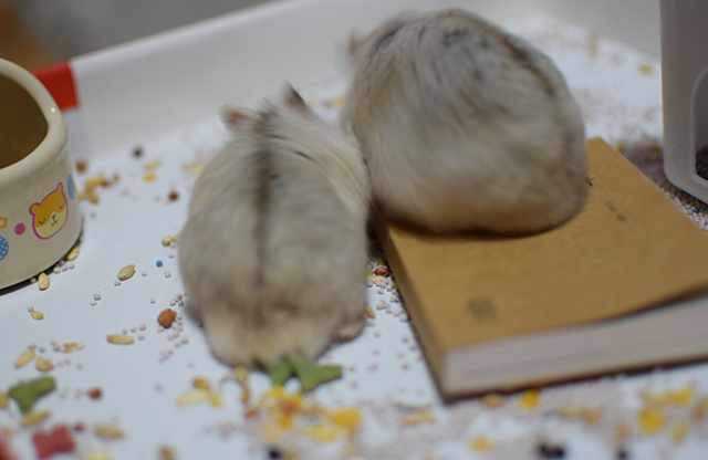 让仓鼠看书？喂食君表示惊呆了~知道后果后，想打给仓鼠书的人