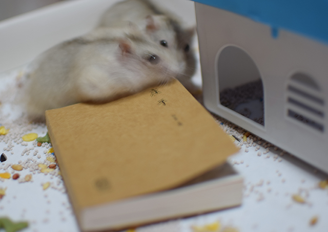 让仓鼠看书？喂食君表示惊呆了~知道后果后，想打给仓鼠书的人