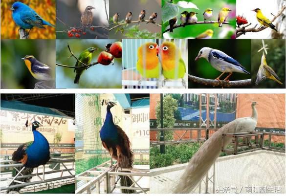 百鸟展门票,百鸟展门票早鸟票