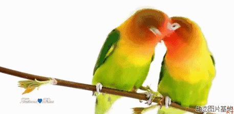 百鸟展门票,百鸟展门票早鸟票