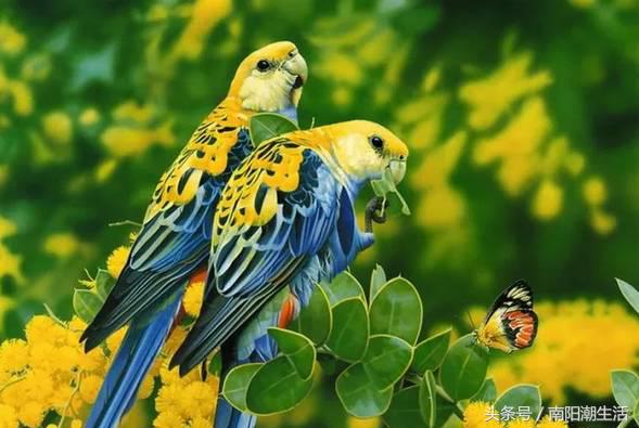 百鸟展门票,百鸟展门票早鸟票