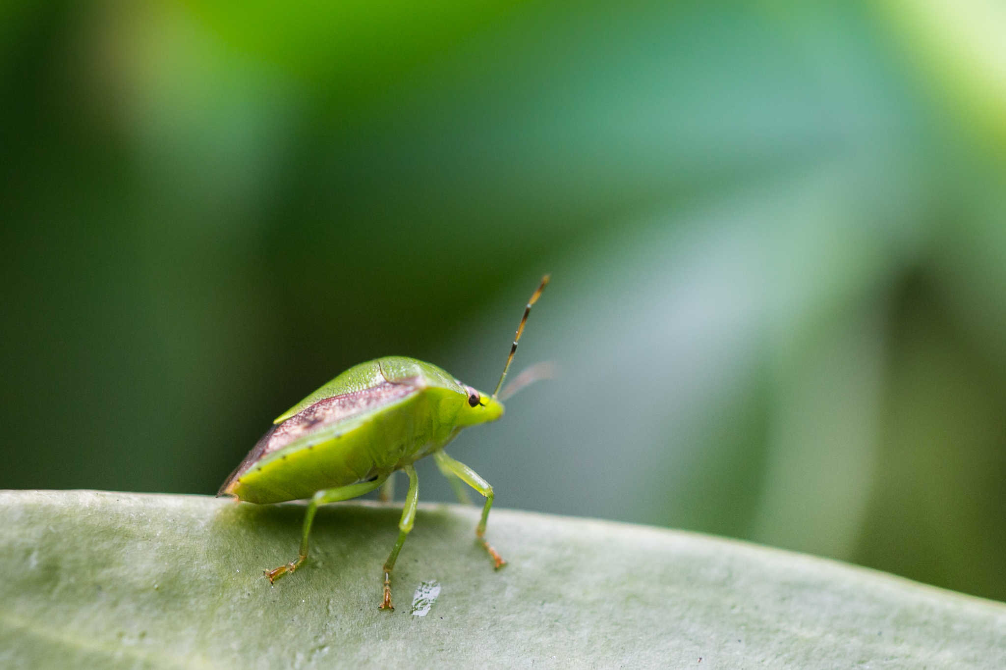 秋风秋雨秋世界—虫虫集