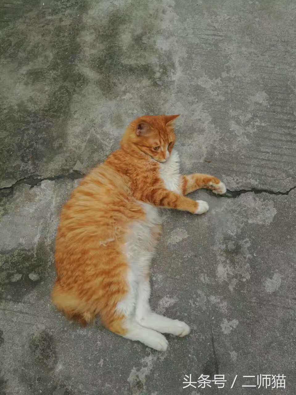 古人怎么给猫取名,猫的古代名字大全